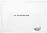 Mycena epipterygia image